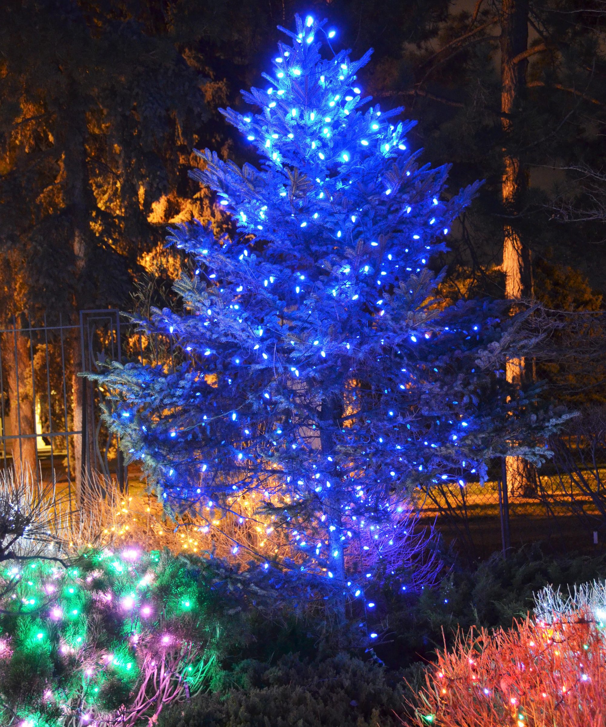 Vibrant Blue LED Lights Illuminate an Outdoor Christmas Tree Vibrant Blue LED Lights Illuminate an Outdoor Christmas Tree — Christmas Tree Lights