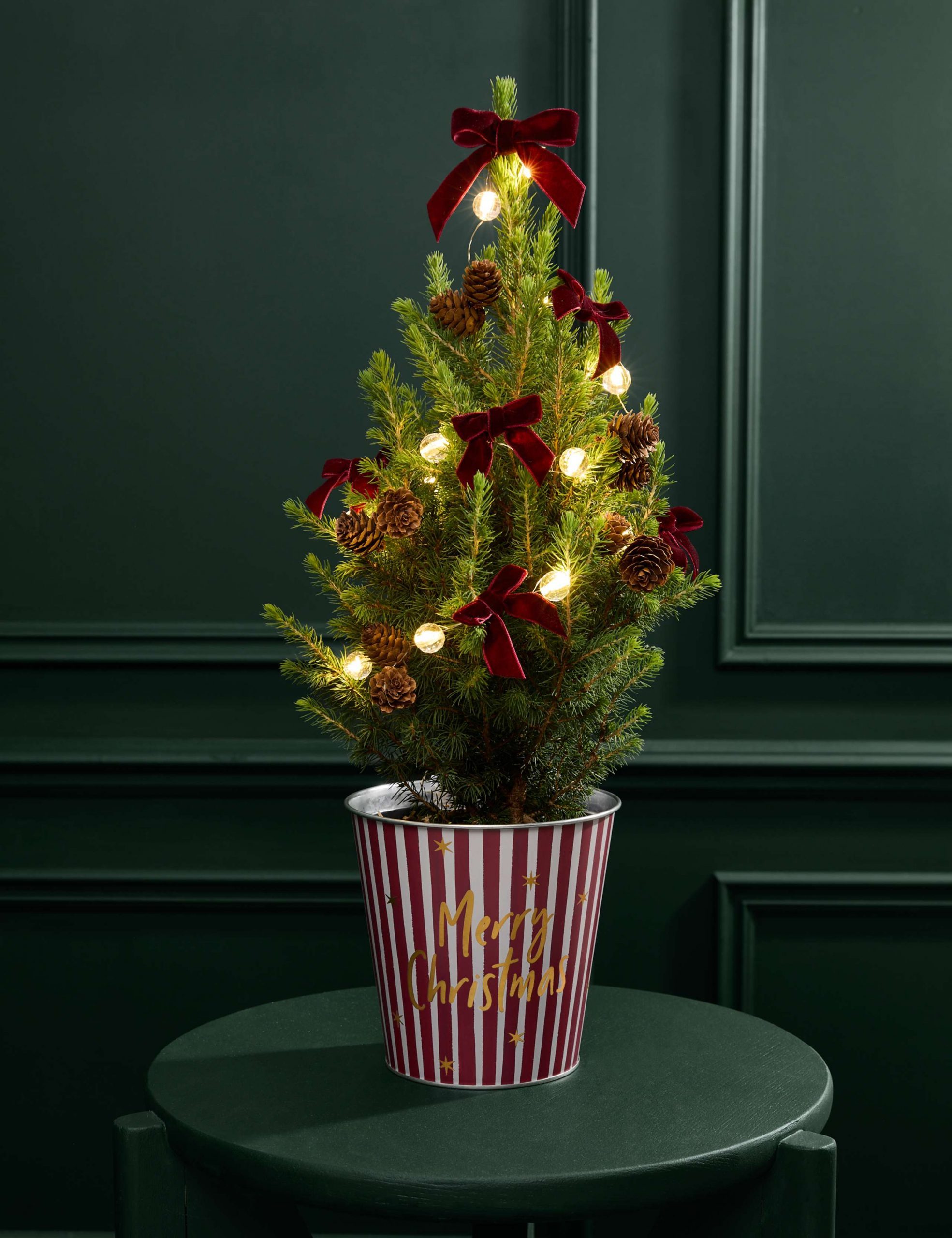 Festive Real Tree with Red Velvet Bows and Striped Pot Festive Real Tree with Red Velvet Bows and Striped Pot — Tabletop Christmas Tree Decor
