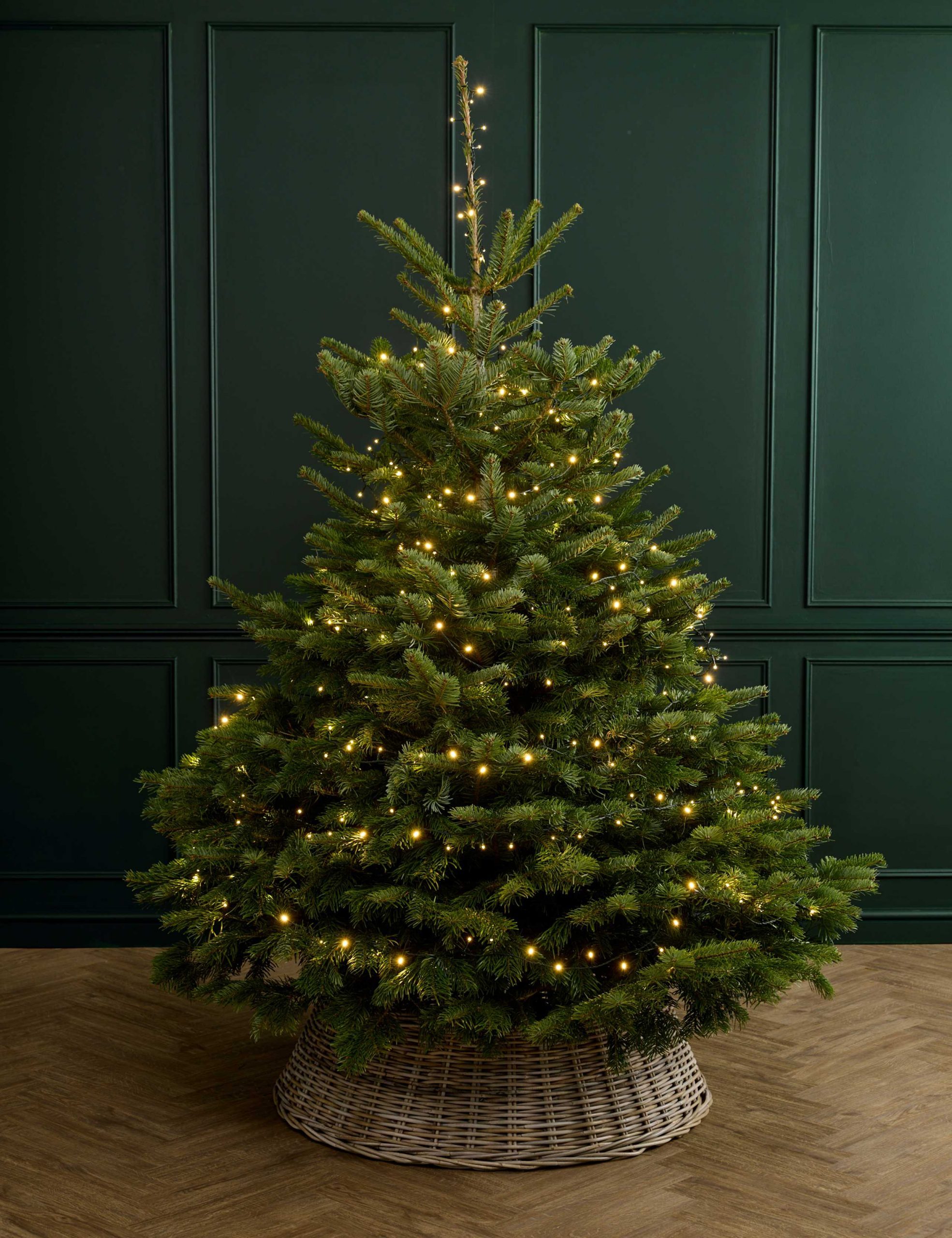 Traditional Christmas Tree in a Wicker Basket Base with Warm White Lights Traditional Christmas Tree in a Wicker Basket Base with Warm White Lights — Christmas Tree Lights