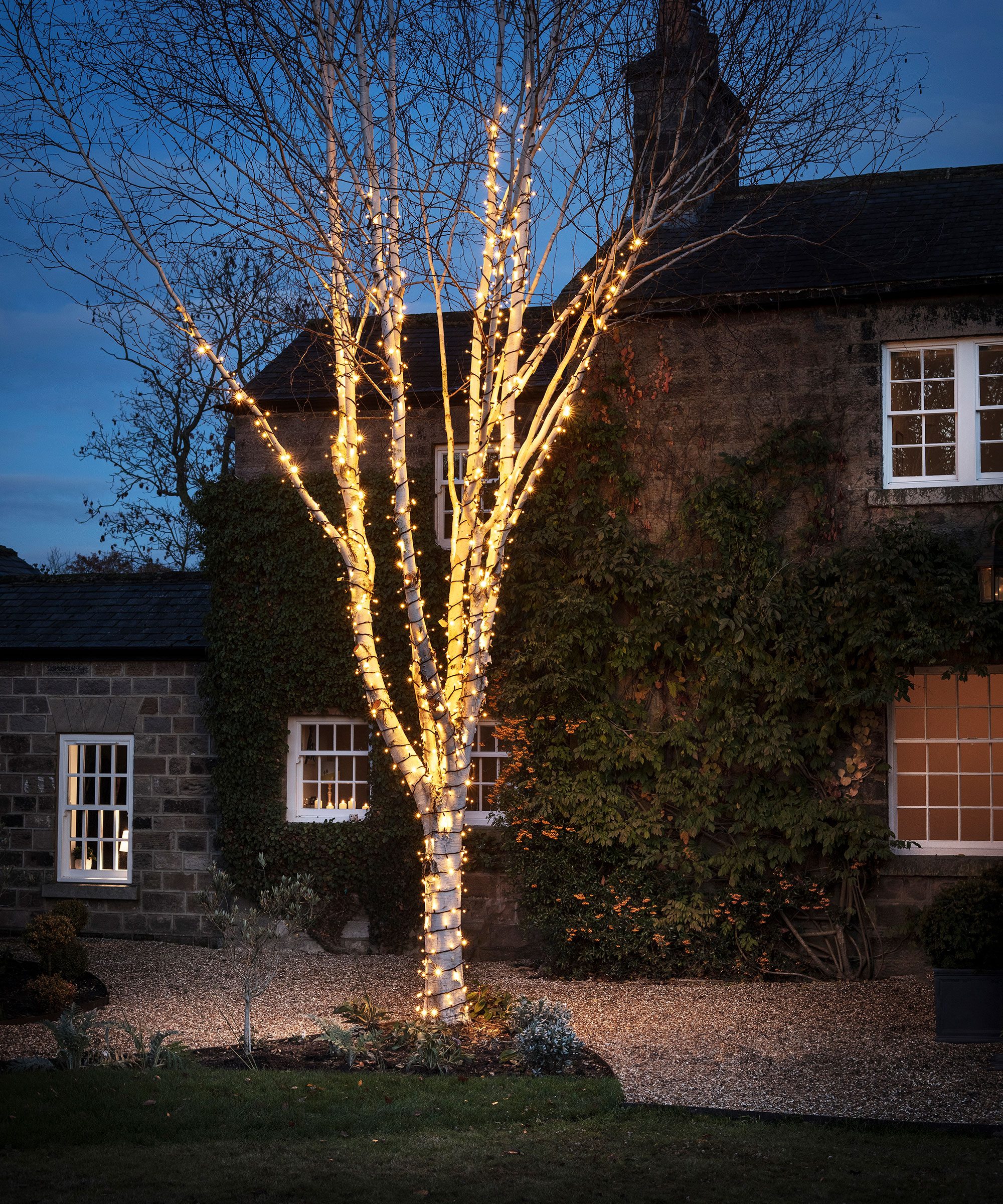 Natural Garden Birch Tree Wrapped in Warm White Lights Natural Garden Birch Tree Wrapped in Warm White Lights — Outdoor Christmas Lights