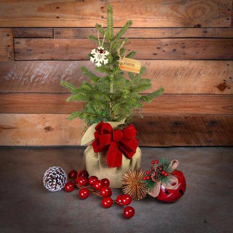 Live Pine Tree in Burlap Wrap with Red Velvet Bow — Small Christmas Tree Decor